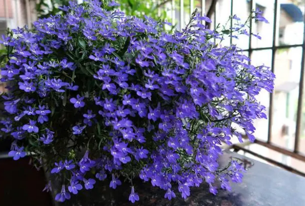 半边莲，容易爆盆的花，花期几个月，养护简单，适合阳台盆栽观赏