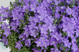 阳台花园怎能少了丹麦风铃草？妥妥的爆花机器，开花时见花不见叶