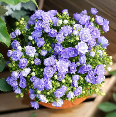 带你认识网红植物——丹麦风铃