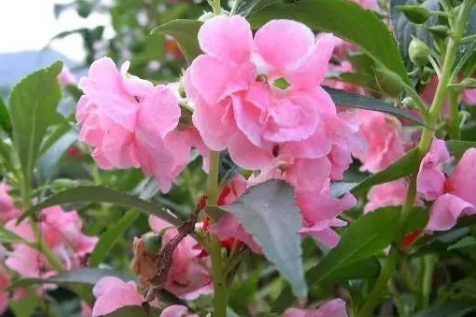 凤仙花种植小技巧，做好这些，植株健康长得快~