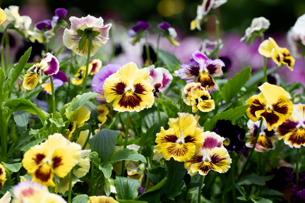 想要养护开花植物，冬天试试角堇，养护简单花期长