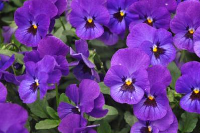 角堇的养护知识