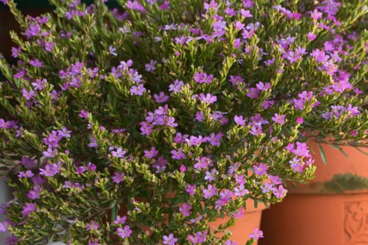 三个不同品种的满天星，有很多人会将它们混淆，来看看哪种适合你