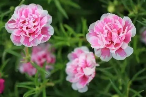 太阳花的花语和寓意，了解一下！