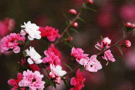 美艳易养的松雪梅