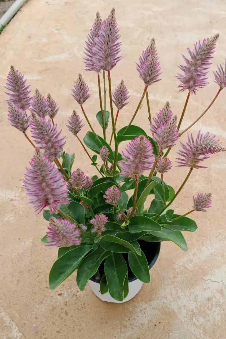 狐尾花