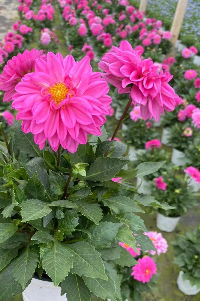 丽花