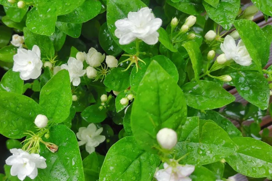 大棚花卉种植常见问题及对策