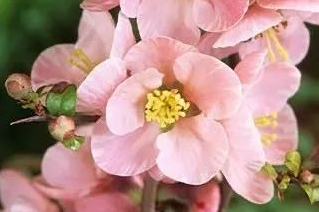 海棠花：优美的花语、独特的花型与重要的植物价值