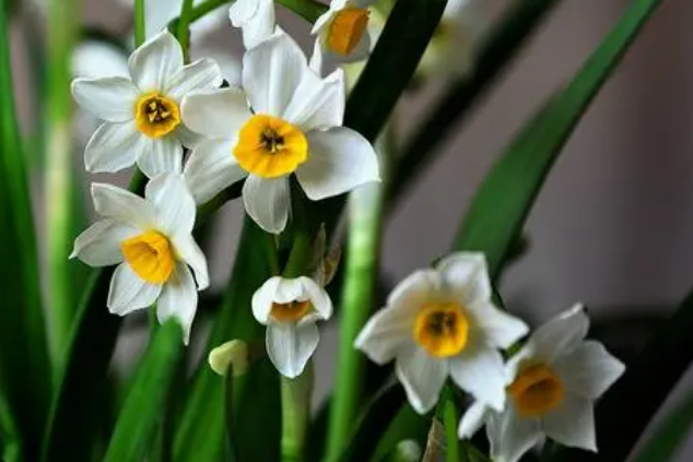 水仙花土中种植方法，水仙花种球开花后怎么保存