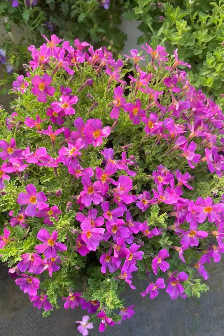 雨地花