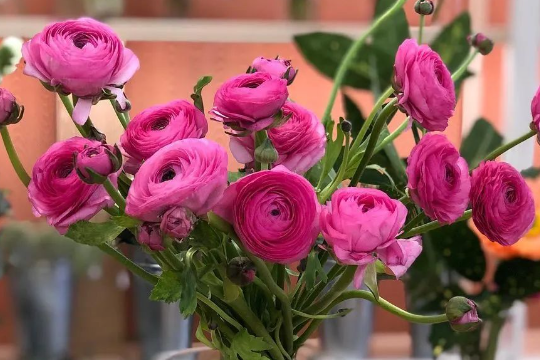 洋牡丹的简介及养护知识