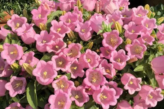 大花风铃草怎么养护和管理？做好这5点是关键，轻松开大花