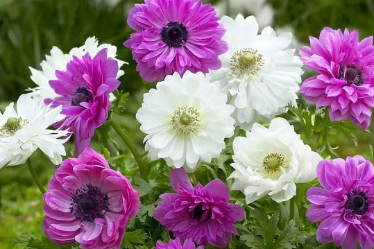 仙气十足的银莲花｜打造梦境的梦幻植物