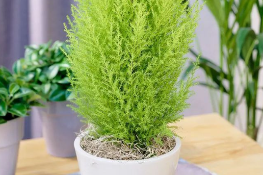 并不是每个花友都适合养香松，先看看能不能满足这5个条件