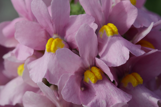 这样养龙面花，不仅爆盆快而且花量也巨大！