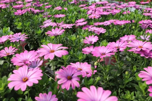 南非万寿菊，常年爆花，从冬到夏