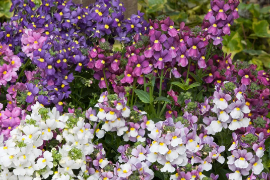 龙年这种花要火！花型酷似龙脸，新手也能轻松养爆花