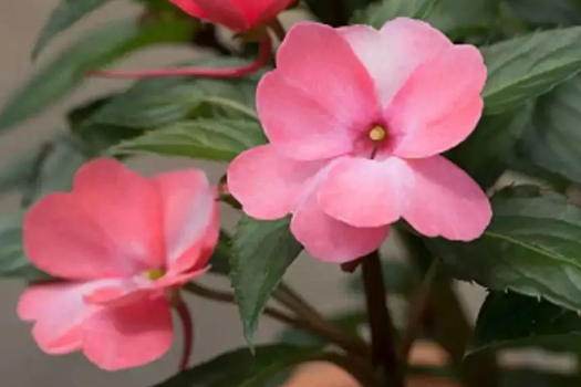 凤仙花，与凤齐名
