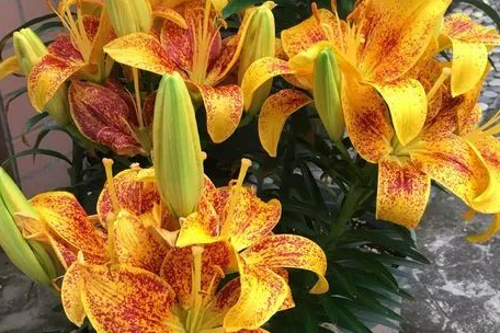 百合花的2种栽种方法，随便一栽，年年开花！