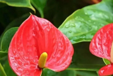植物总是养不活？花卉种植技巧，拿去！