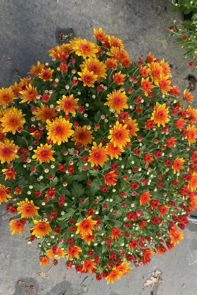 加仑球菊