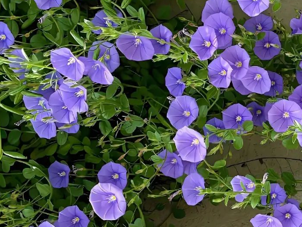 牵牛花：绚丽与坚韧并存的植物科普