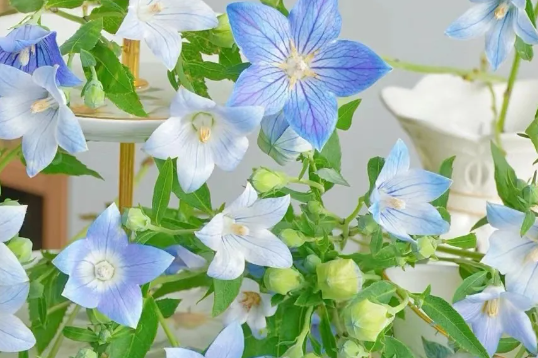 中华桔梗：美丽的东方之花