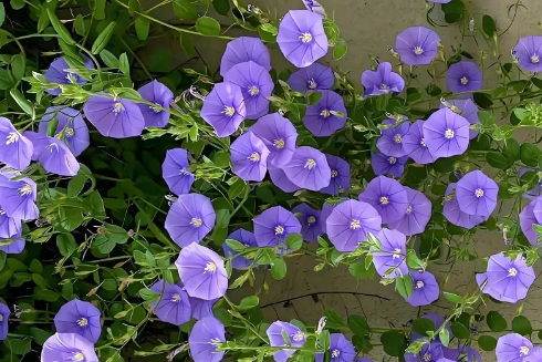 牵牛花：绚丽与坚韧并存的植物科普