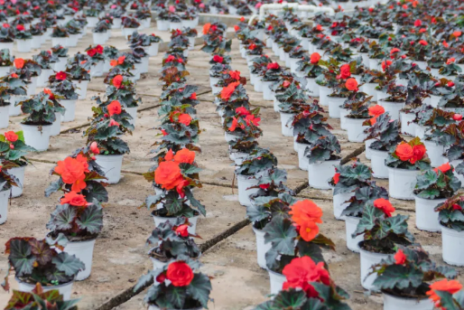 球根海棠和四季海棠的区别