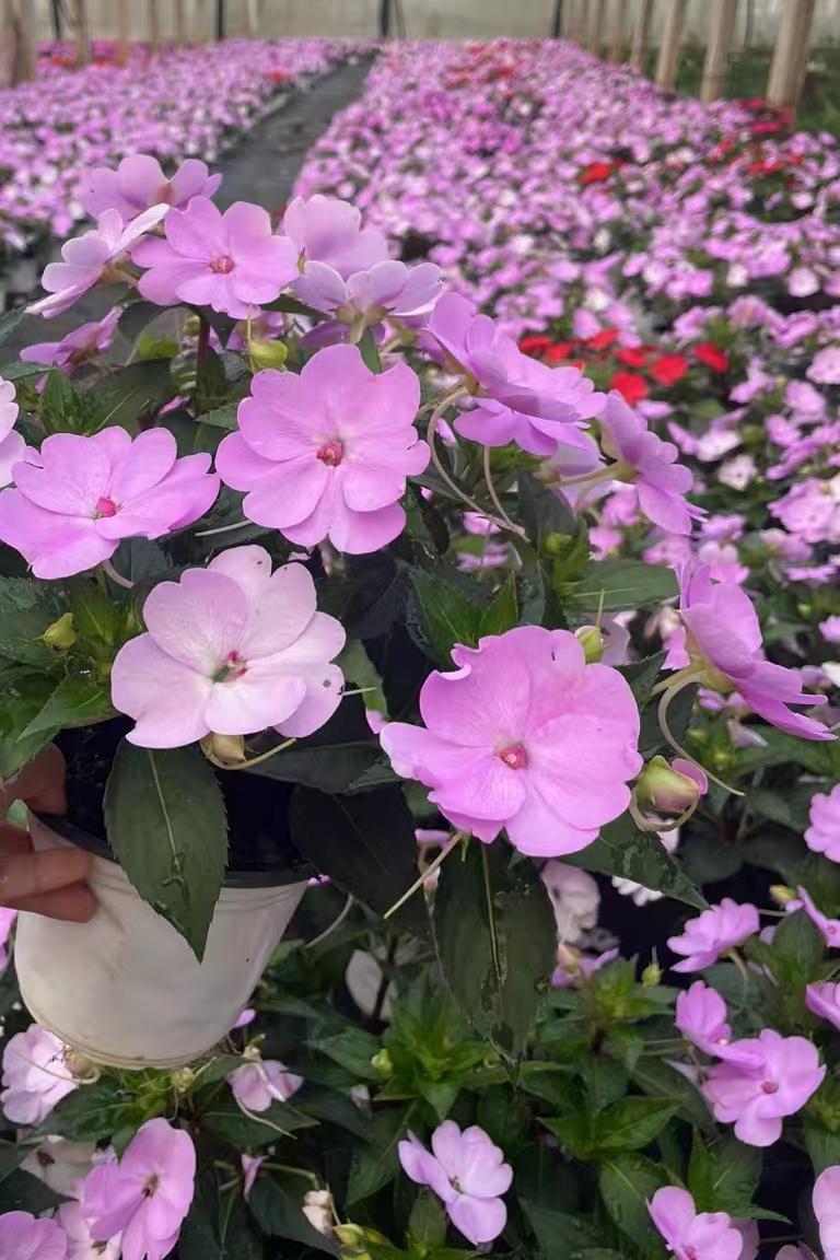 凤仙花