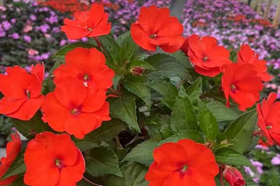 秋季养护凤仙花的“秘诀”，避开五大养护雷区，让这抹亮丽持续绽放至深秋