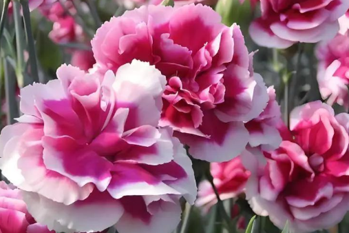 适合秋冬种植的4种花，一开就是大半年，谁见了都夸美