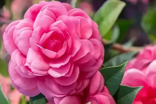 九个技巧打造一个温馨的冬季花园