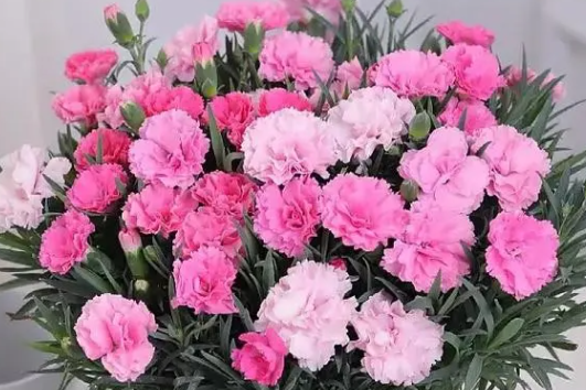 秋冬季买花清单，新手小白必看！不怕冷”的7种花，花期至少100天，值得一养