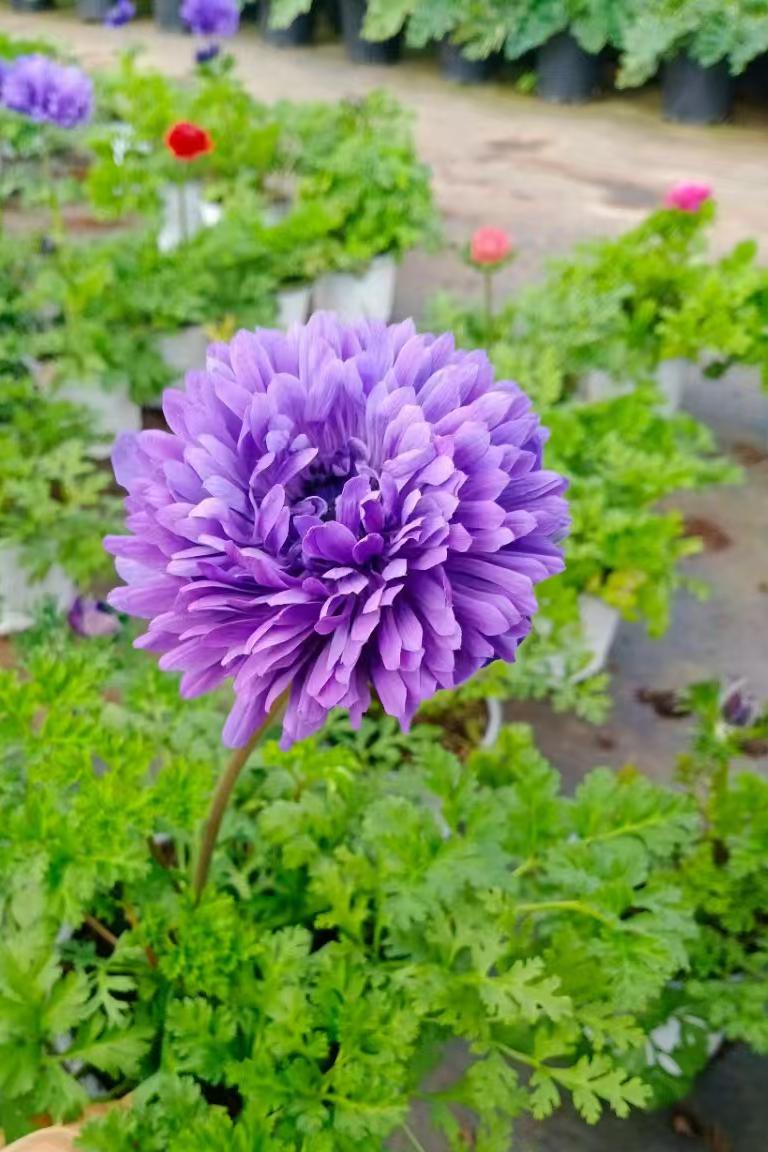 银莲花