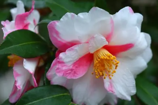 “花中之王”——海棠