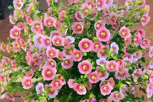 养花一定要养这6种花，沾土就能活，开花上百朵！