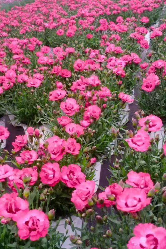 蜜桃