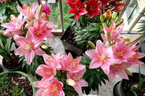 百合花谢后，做好3步，来年狂爆盆，年年都开花！