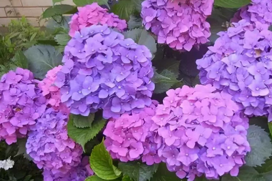 什么花适合夏天养？9种花夏季“盛花”，越热长越快，越晒花越多