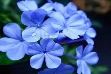 7 月高温天，就养这 5 种花！不怕晒、开花猛，新手也能养爆盆