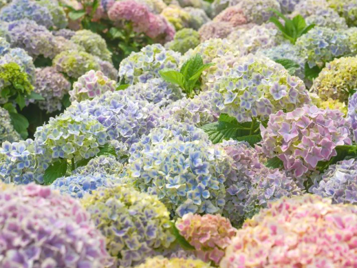 14种夏季植物推荐，热闹开启夏天