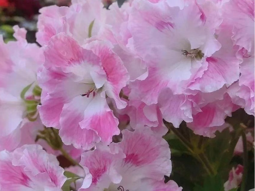 天竺葵特别适合阳台养殖，不生病不长虫，还开花不断