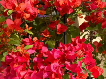 九月份适合养什么花？这几种花观赏价值高花期还长