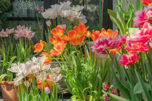 7款神仙植物，高颜值，低难度！