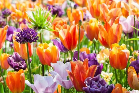 秋冬必种的13种球根植物！轻松爆花，春日花园美过油画~