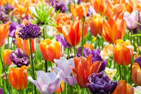 开得快还管爆！秋天这5种花，随手养一盆，美得离谱