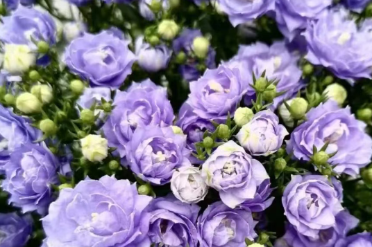 这5种花，夏天遭人嫌弃，但秋冬两季却是花友们的“掌上明珠”