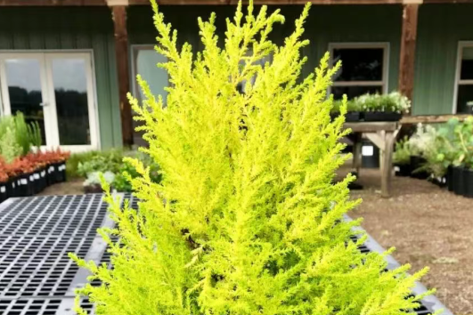 香松不一定适合你，若是没有充足的光照，真养不好它